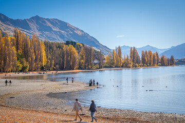 yellow colorful autumn leaves tree along wanaka lake with snow cap mountain range background in sunny day is very beautiful landscape view South Island New Zealand