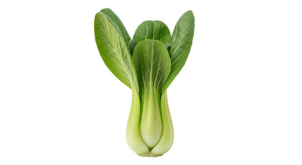 Isolated bok choy vegetable for use in Asian cuisine, healthy food, and fresh produce concepts
