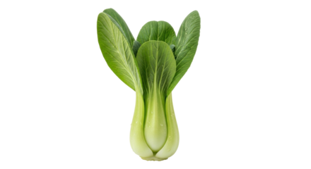 Isolated bok choy vegetable for use in Asian cuisine, healthy food, and fresh produce concepts