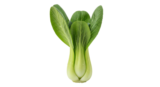 Isolated bok choy vegetable for use in Asian cuisine, healthy food, and fresh produce concepts