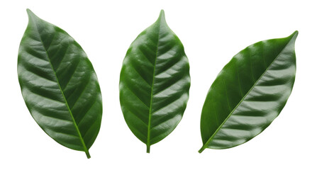 Isolated coffee arabica plant leaves for creative compositing material in botanical design projects