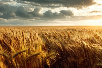 Golden Wheat Field Under Dramatic Cloudy Sky at Sunset, Harvest Season.