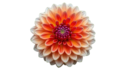Isolated orange dahlia flower head in full bloom against a neutral backdrop, floral decoration