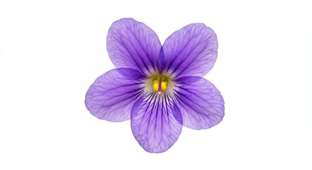 Obraz premium A Single Purple Violet Flower Isolated on a White Background.