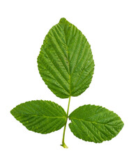 Green leaves with a vibrant texture growing on a stem in nature