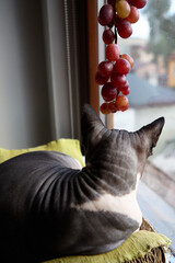 Canadian Sphynx cat resting by window with grapes on back