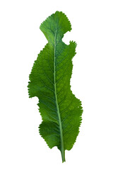 Large green leaf showcasing vibrant texture and healthy appearance