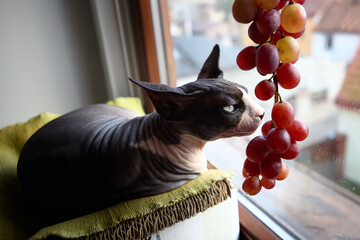 Sphynx cat looking out window with grapes above head