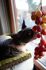 Hairless sphynx cat sniffing grapes by window light