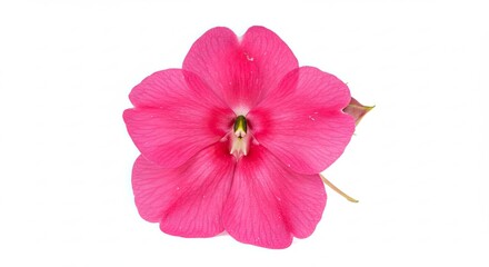 Vibrant Pink Flower Isolated on White Background Studio Shot.