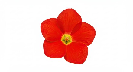 Vibrant Red Flower with Yellow Center Isolated on White Background.