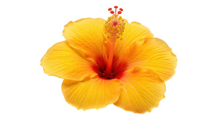 Isolated yellow hibiscus flower, perfect for tropical designs and floral arrangements art © Maros