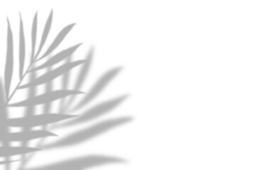 Plant leaf shadow and white background