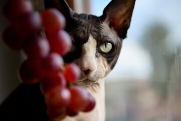 Sphynx cat peeking behind grapes closeup portrait