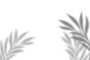 Plant leaf shadow and white background