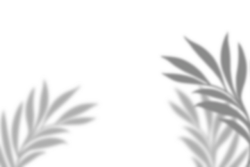 Plant leaf shadow and white background