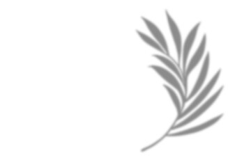 Plant leaf shadow and white background