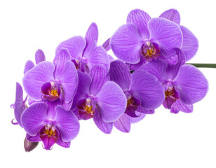 Purple orchid flowers isolated on transparent background