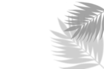 Plant leaf shadow and white background