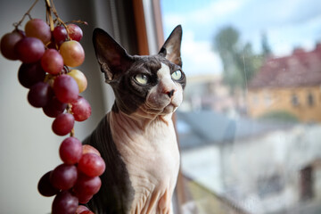 Sphynx cat looking outside window with grapes