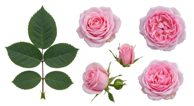 Isolated fresh pale pink garden rose flowers with buds and leaves for design elements