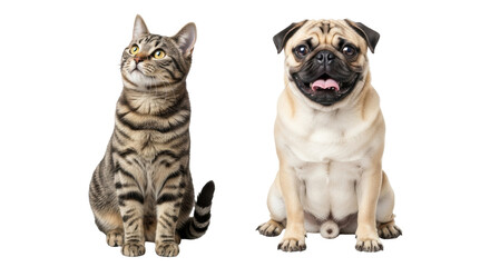 Isolated adorable tabby cat and pug puppy sitting side by side looking happy at viewer