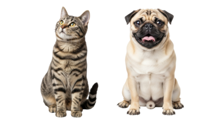 Isolated adorable tabby cat and pug puppy sitting side by side looking happy at viewer