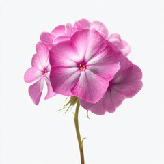 Fototapeta premium Close-up of a cluster of delicate pink flowers