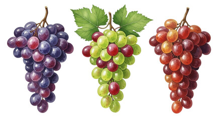 Isolated Watercolor grapes assortment fresh and healthy with assorted colors, summer season