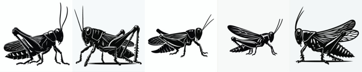 vector black and white silhouette of a grasshopper