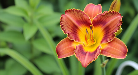 Vibrant orange and red daylily in bloom flower blossom