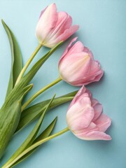 Fototapeta premium Three delicate soft pink tulips with green leaves artfully arranged on a light blue surface