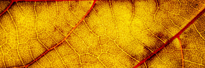 yellow autumn leaf close-up. Web banner