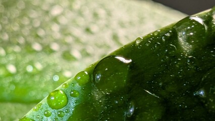 water drops on green leaf