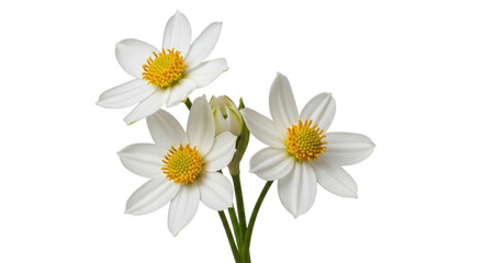 Isolated Bidens flowers with bright yellow centers, a lovely and delicate floral bloom