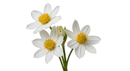 Isolated Bidens flowers with bright yellow centers, a lovely and delicate floral bloom