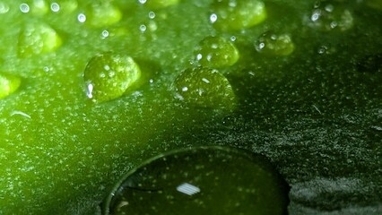 Natural texture of green leaf with dew drops