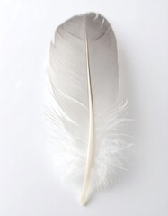 Single feather, light gray and white, smooth texture