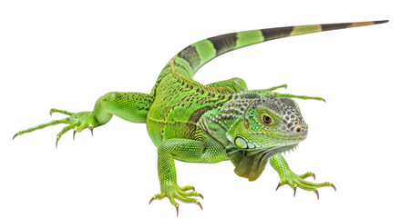 Isolated Green Iguana with a Powerful and Exquisite Appearance, Perfect for a Variety of Projects