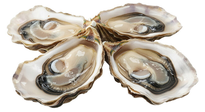 Isolated platter of fresh oysters on the half shell, ready to eat, seafood delicacy snack