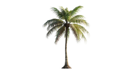 Coconut tree isolated on a transparent background palm