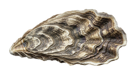 Isolated raw edible oyster shell close-up texture pattern, ocean delicacy for gourmet seafood