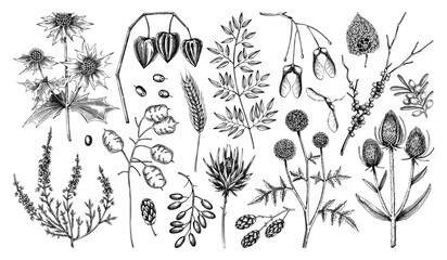 Dried flowers and autumn plants hand drawn vector illustration. Fall leaves sketches vintage collection. NOT AI generated 