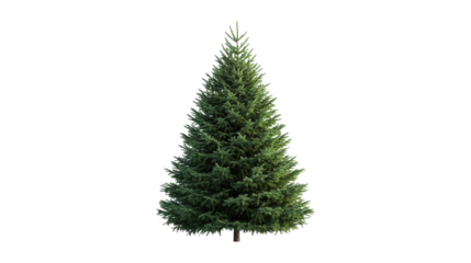Green Christmas Tree isolated on a transparent background 