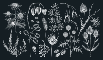 Dried flowers and autumn plants hand drawn vector illustration. Fall leaves sketches vintage collection. NOT AI generated 
