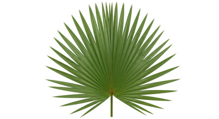 Isolated single palm leaf with radial pattern in a fan shape on a solid backdrop
