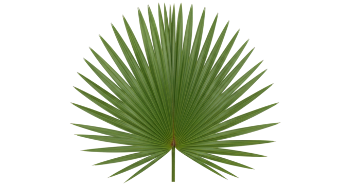 Isolated single palm leaf with radial pattern in a fan shape on a solid backdrop