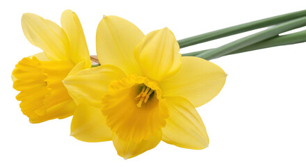 Isolated Daffodils. Spring yellow flowers. Narcissus blossoms, floral, botanical, still life.