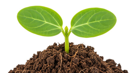 Isolated young plant growing in soil close-up, new life, growth, seedling, nature, spring, environment
