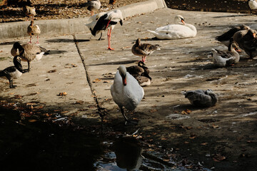 Obraz premium A group of geese and a swan rest near the pond. Others birds stand calmly in the sunlight.